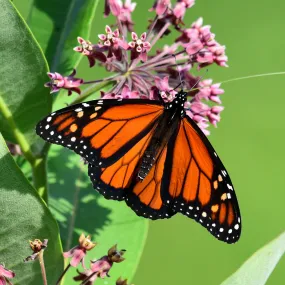 Monarch butterfly